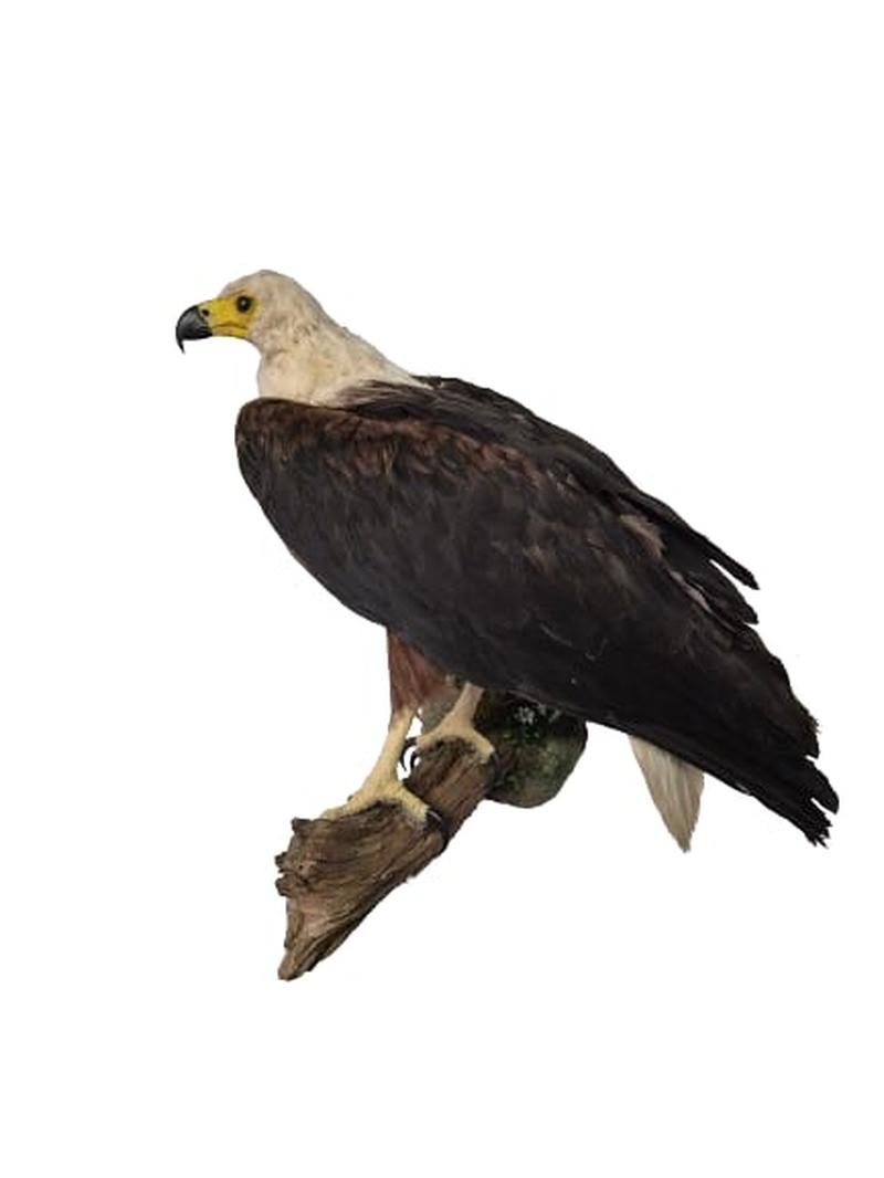 African Fish Eagle - Image 2