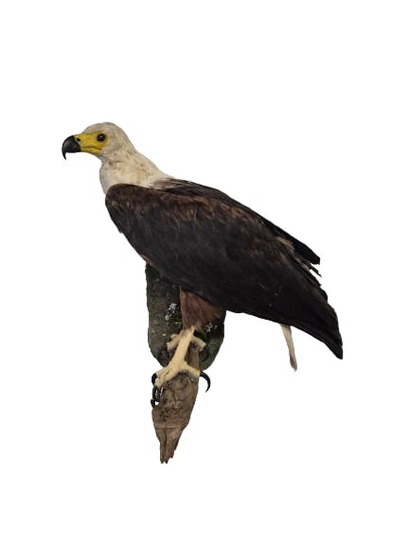African Fish Eagle - Image 3