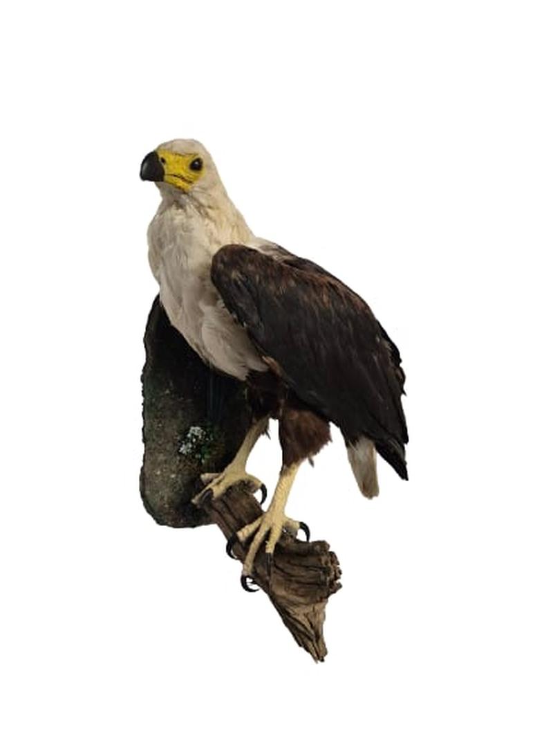 African Fish Eagle