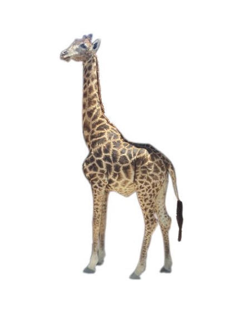 African Giraffe Full Mount For Sale - AG - Image 2