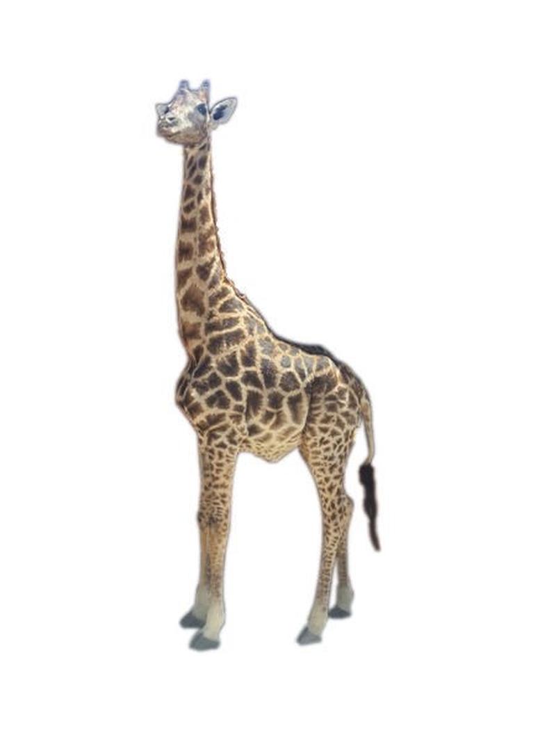 African Giraffe Full Mount For Sale - AG - Image 4