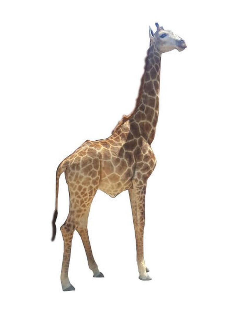 African Giraffe Full Mount For Sale - AGFM1 - Image 2