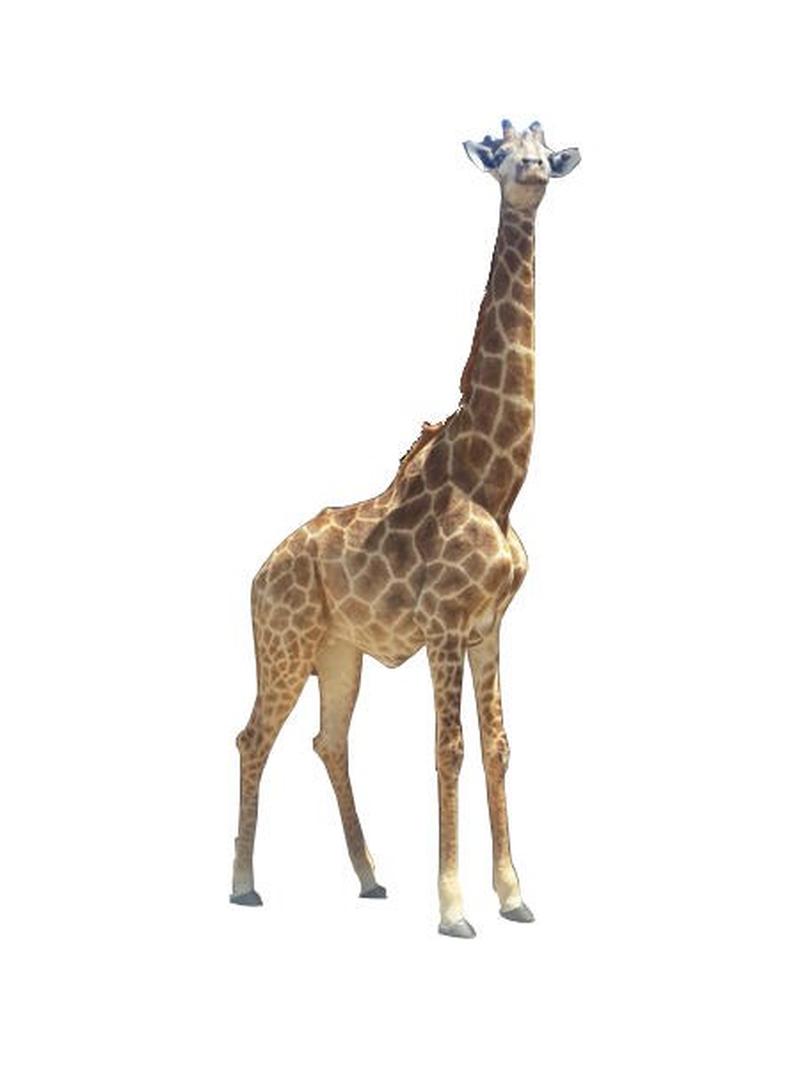 African Giraffe Full Mount For Sale - AGFM1 - Image 3
