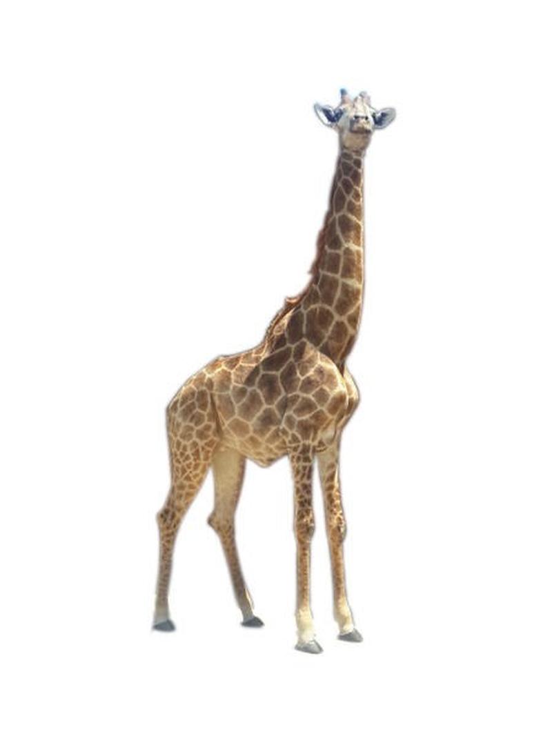 African Giraffe Full Mount For Sale - AGFM1 - Image 4