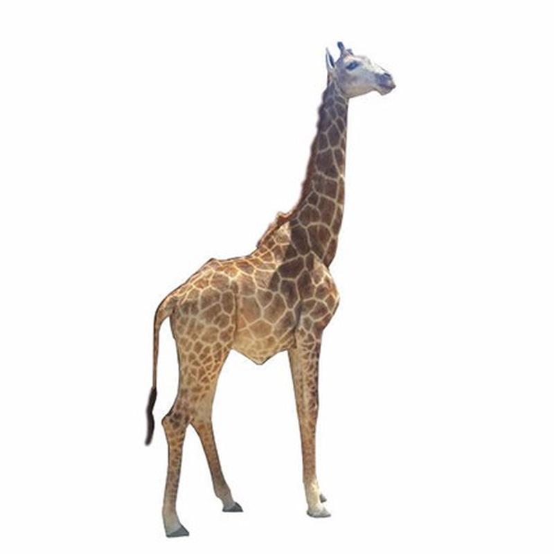 African Giraffe Full Mount For Sale - AGFM1