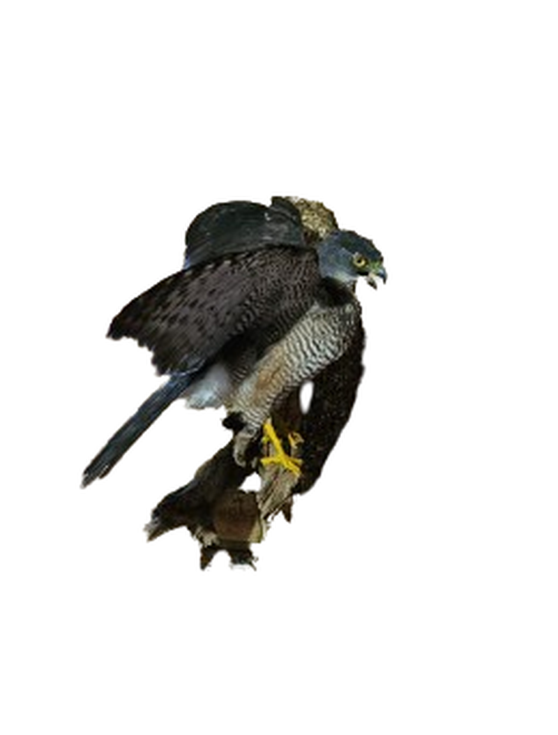 African Goshawk