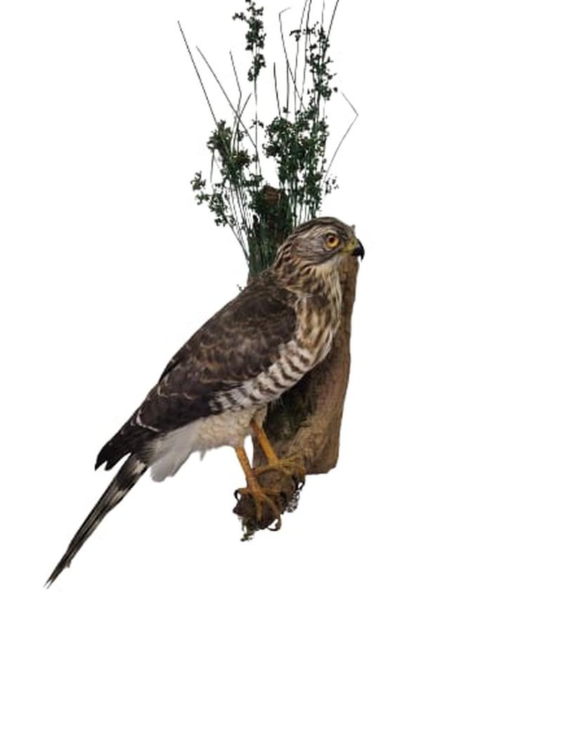 African Goshawk - Image 2