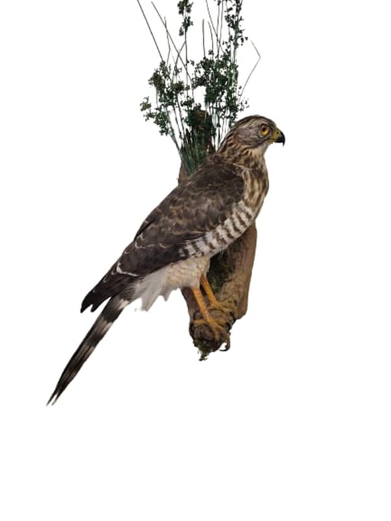African Goshawk - Image 3