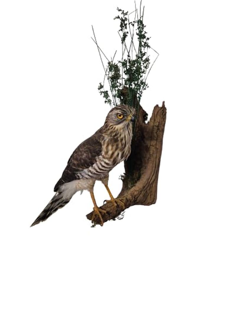 African Goshawk
