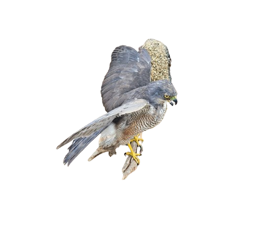 African Goshawk - Image 3