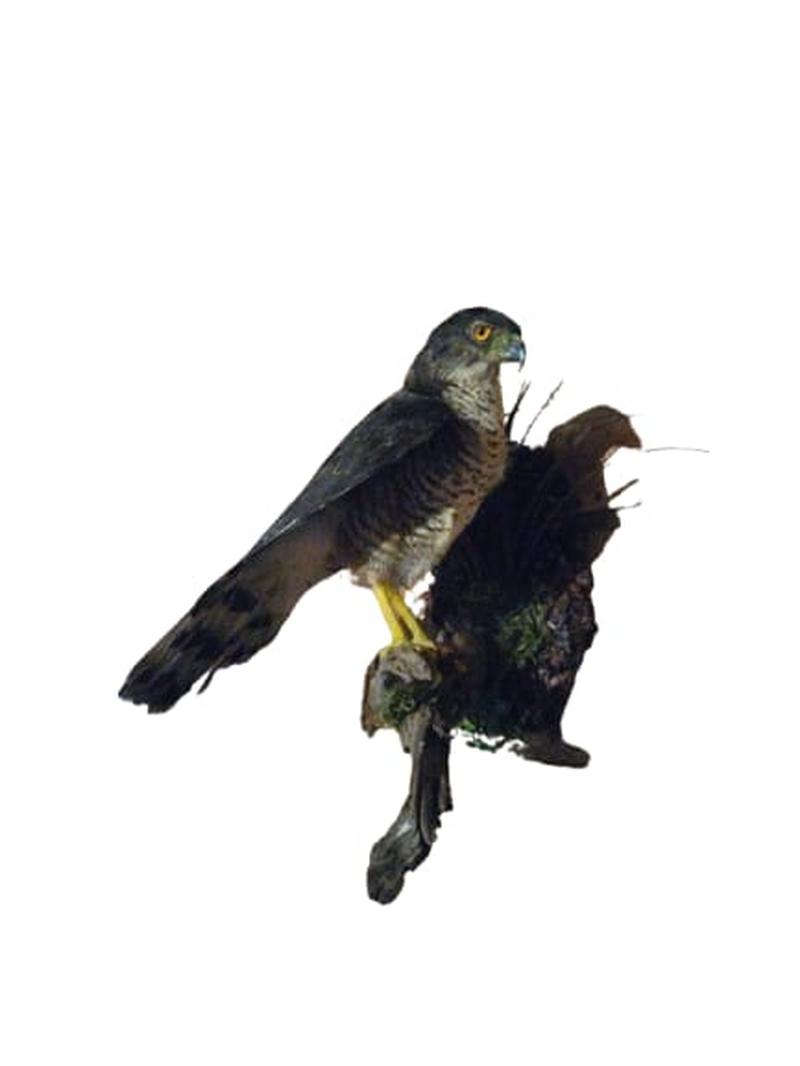 African Goshawk