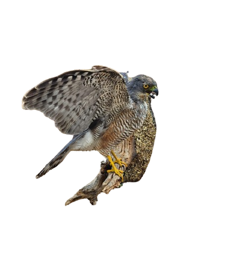 African Goshawk