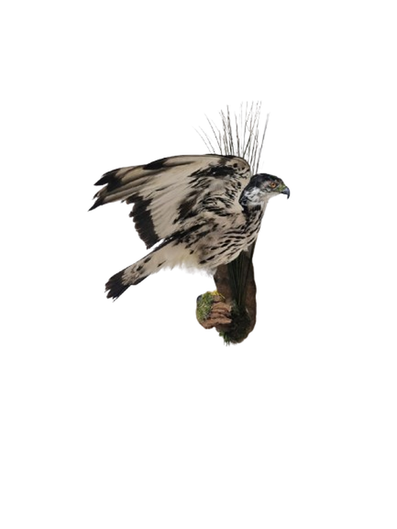 African Hawk Eagle - Image 2