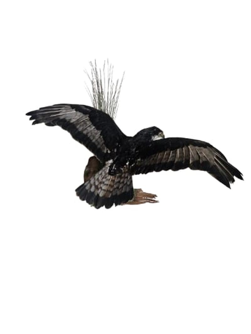 African Hawk Eagle