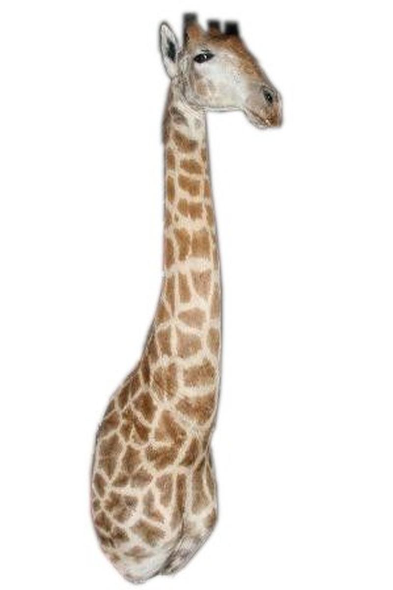 African Taxidermy Giraffe Shoulder Mount - A&B - Image 2