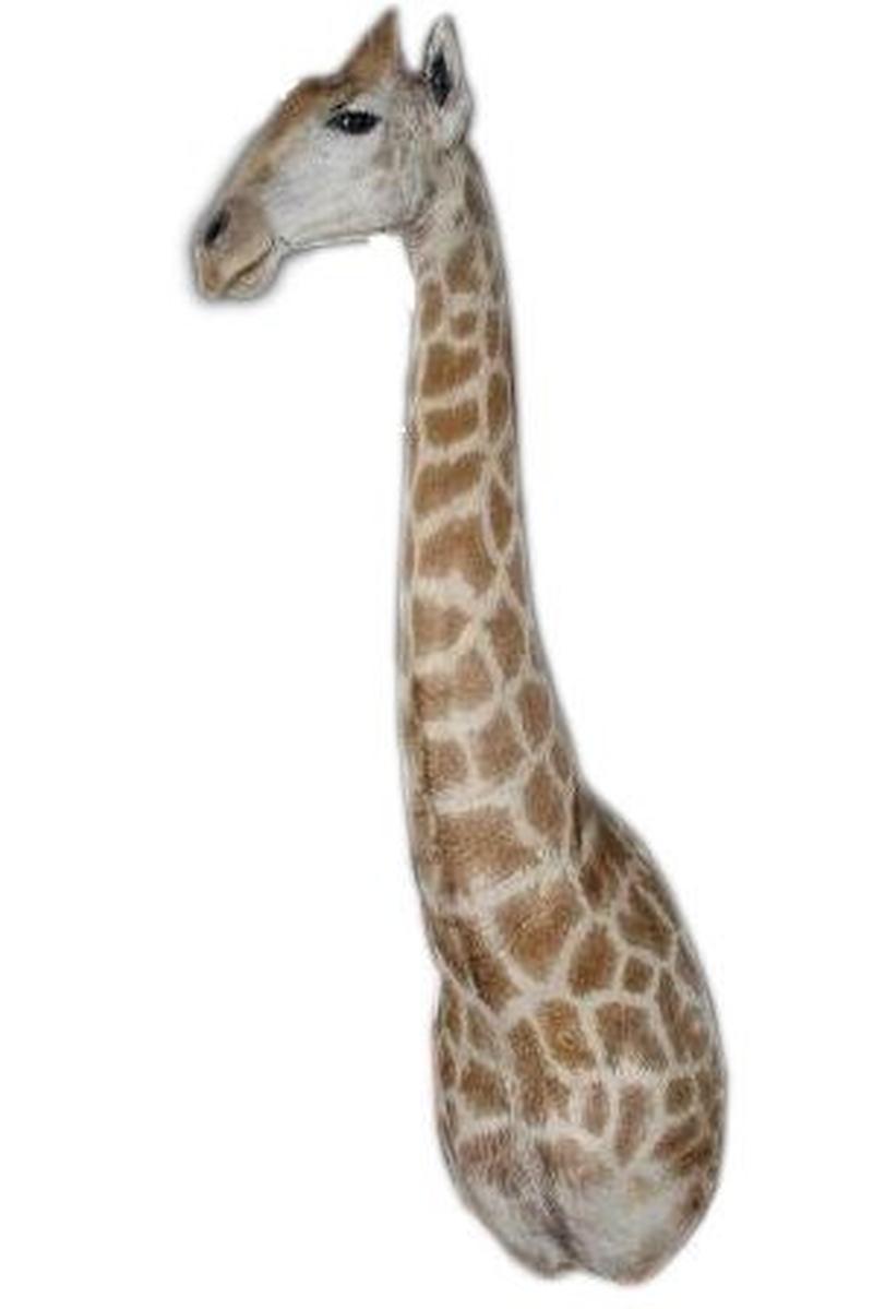 African Taxidermy Giraffe Shoulder Mount - A&B - Image 3