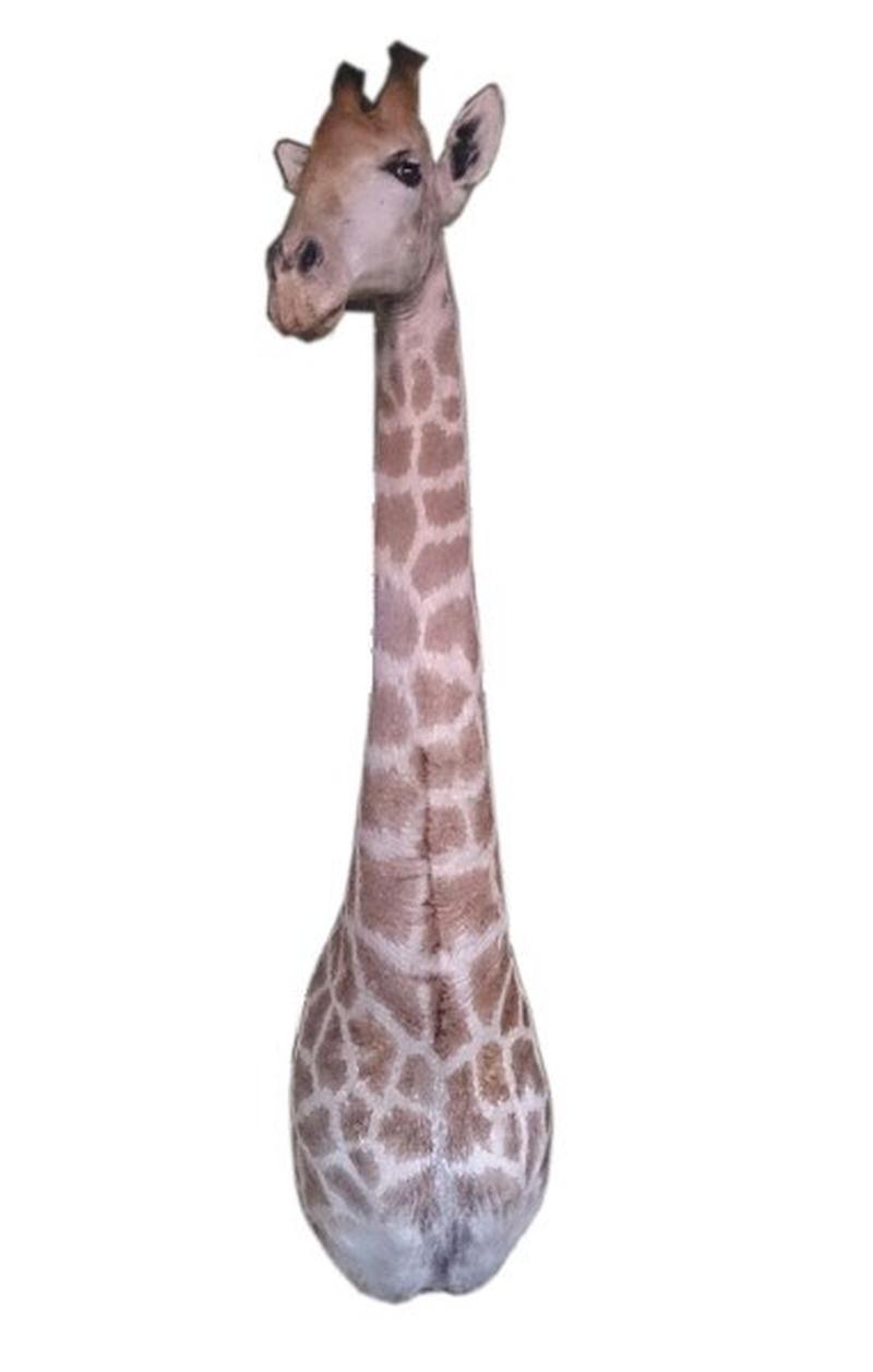 African Taxidermy Giraffe Shoulder Mount - A&B - Image 4