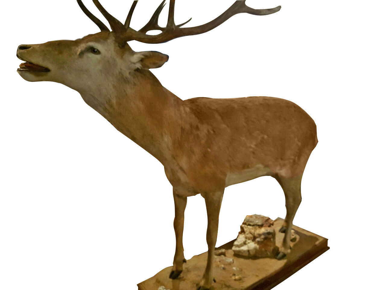 Axis Deer Full Mount ADF1 - Image 2