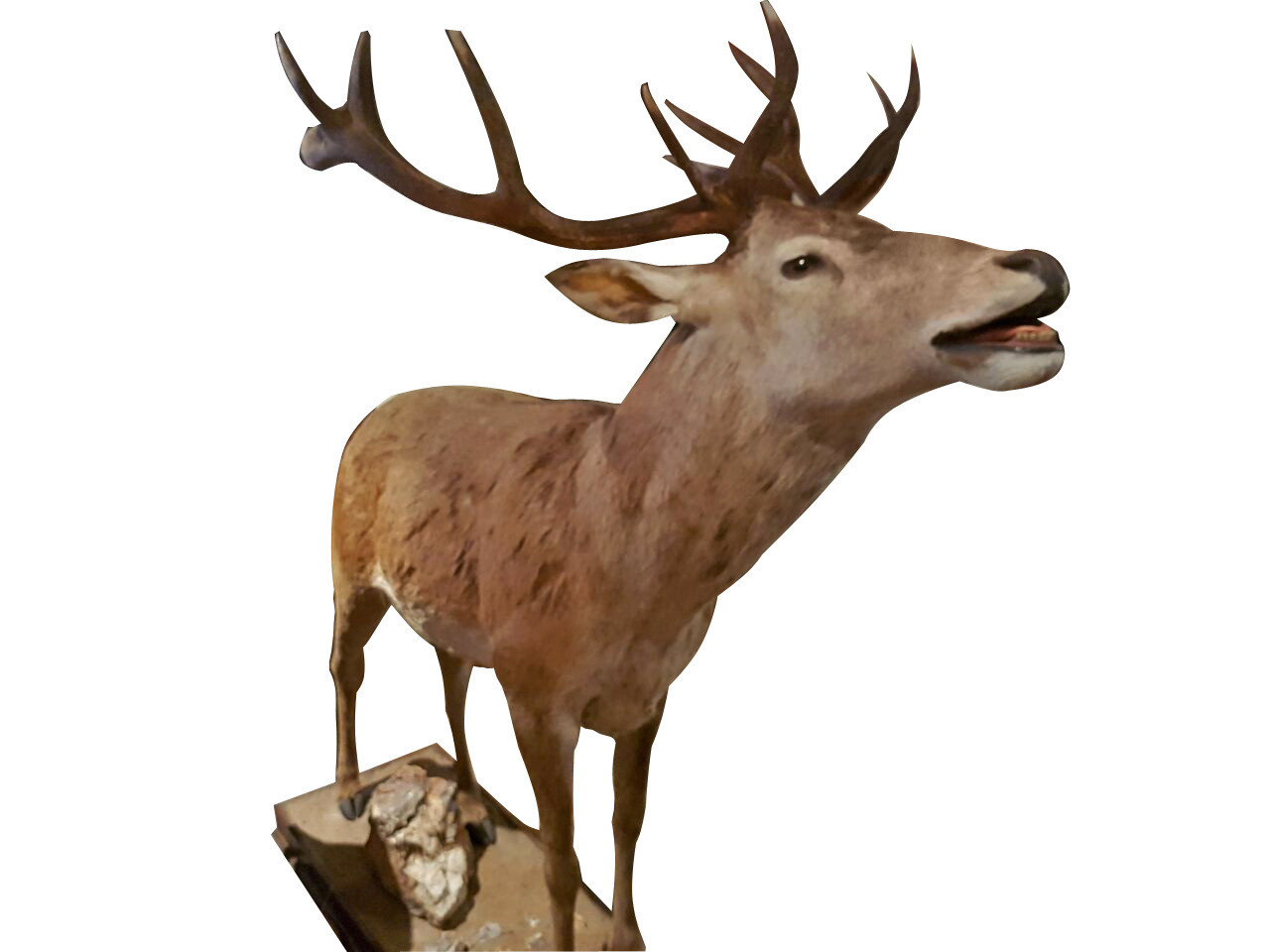 Axis Deer Full Mount ADF1