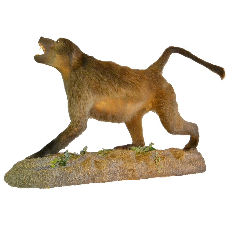 Full Mount Baboon - FMB2 - Image 2