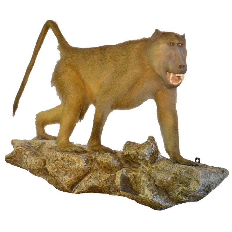Full Mount Baboon - FMB3 - Image 2