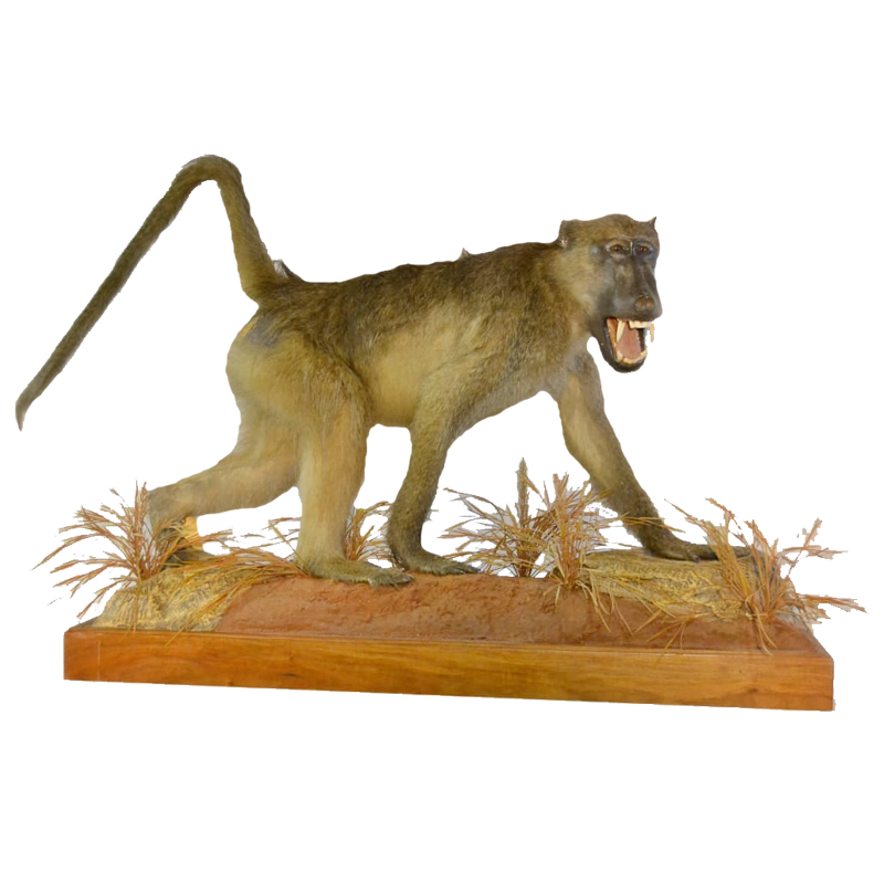 Full Mount Baboon - FMB4 - Image 2