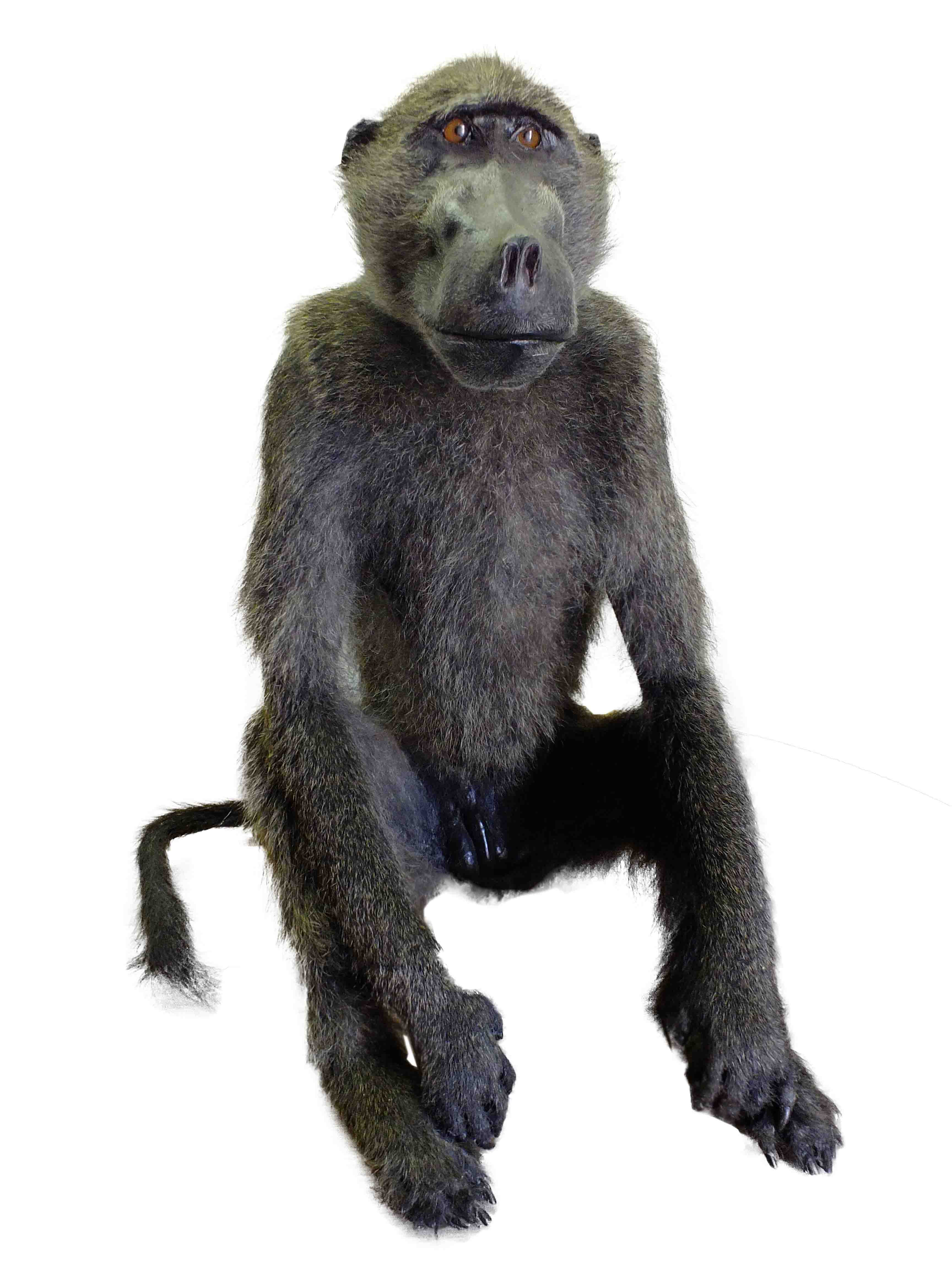 Baboon Full Mount BF1 - Image 2