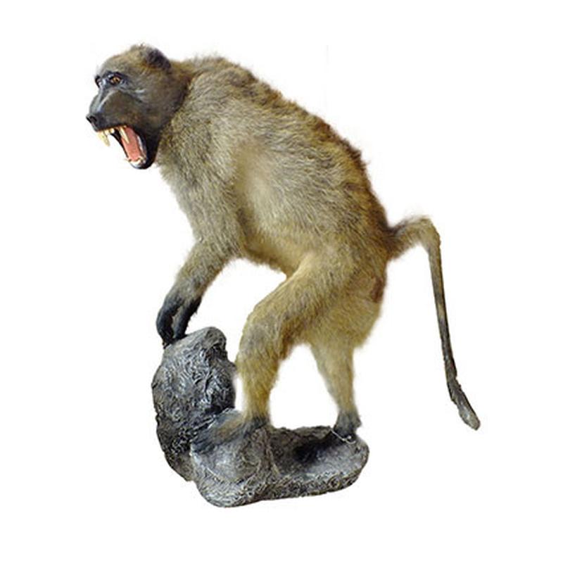 Baboon Full Mount On Base BFMB1 - Image 3
