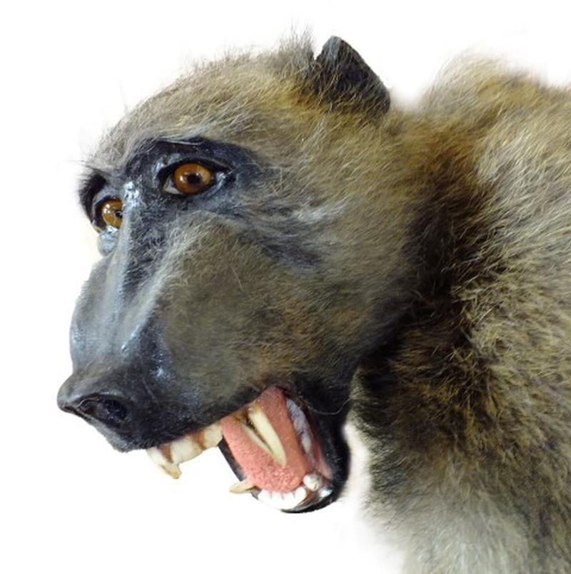 Baboon Full Mount On Base BFMB1 - Image 4