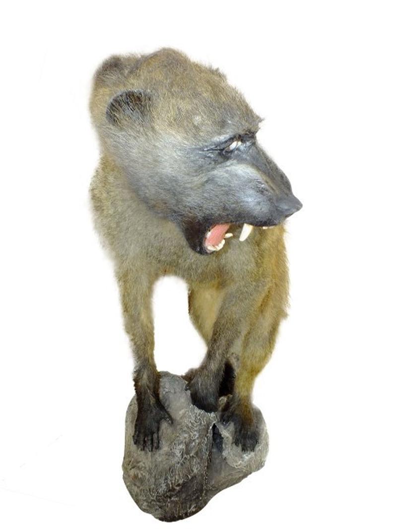 Baboon Full Mount On Base BFMB1 - Image 5