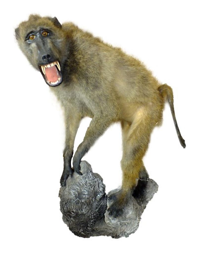 Baboon Full Mount On Base BFMB1 - Image 6
