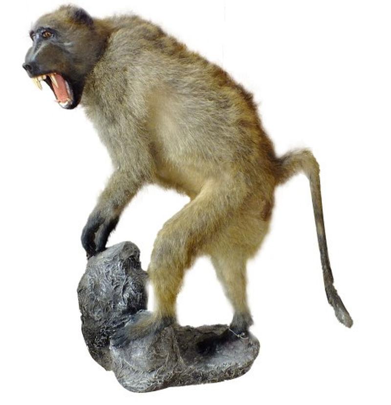 Baboon Full Mount On Base BFMB1 - Image 7