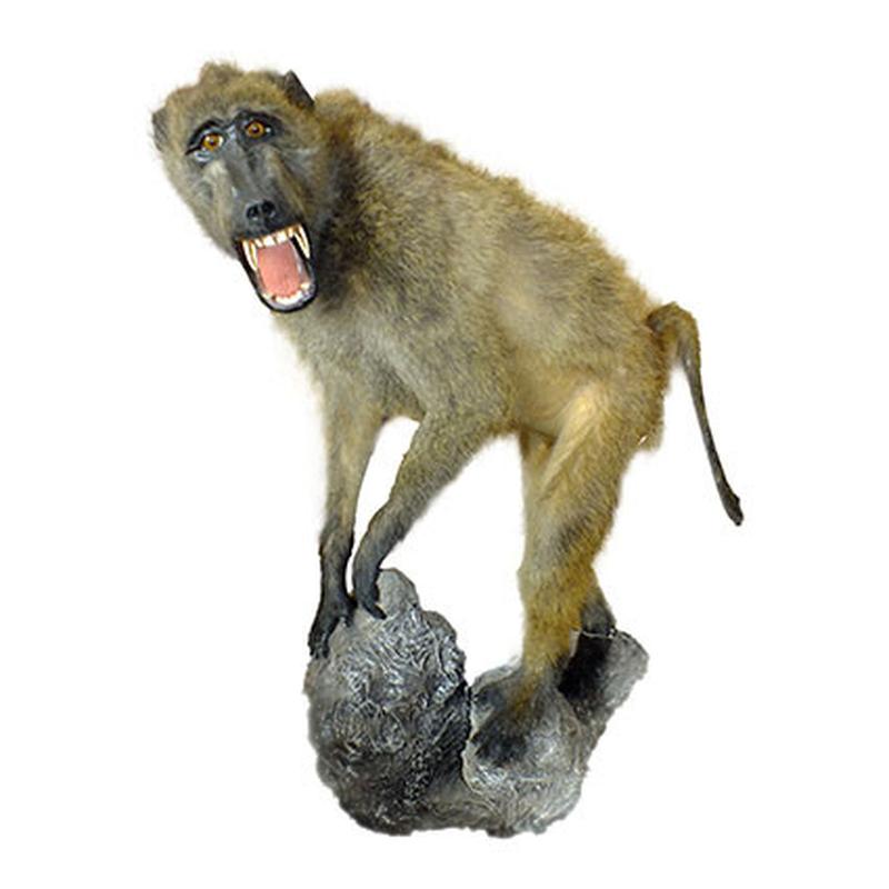 Baboon Full Mount On Base BFMB1