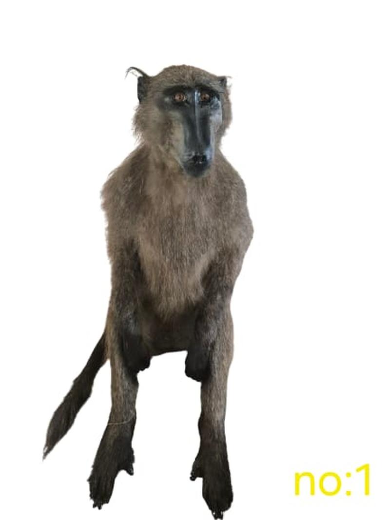 Baboon Full Mount - BFM1 - Image 2