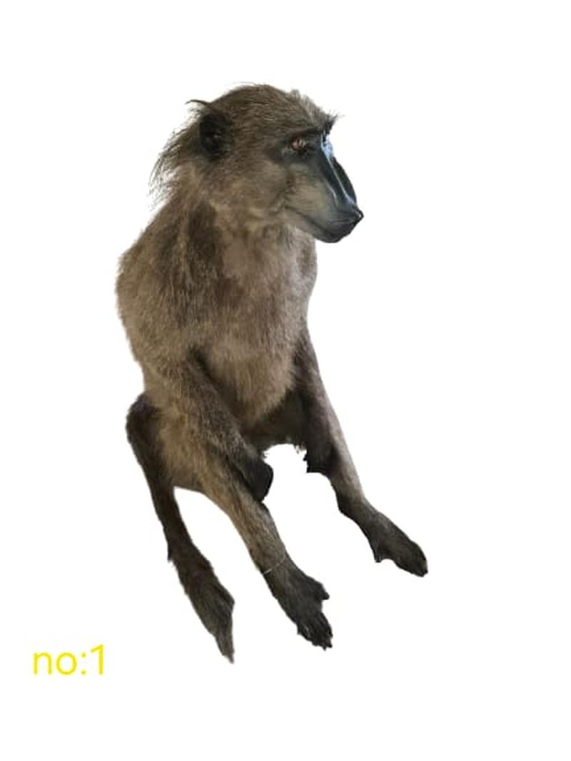 Baboon Full Mount - BFM1 - Image 3