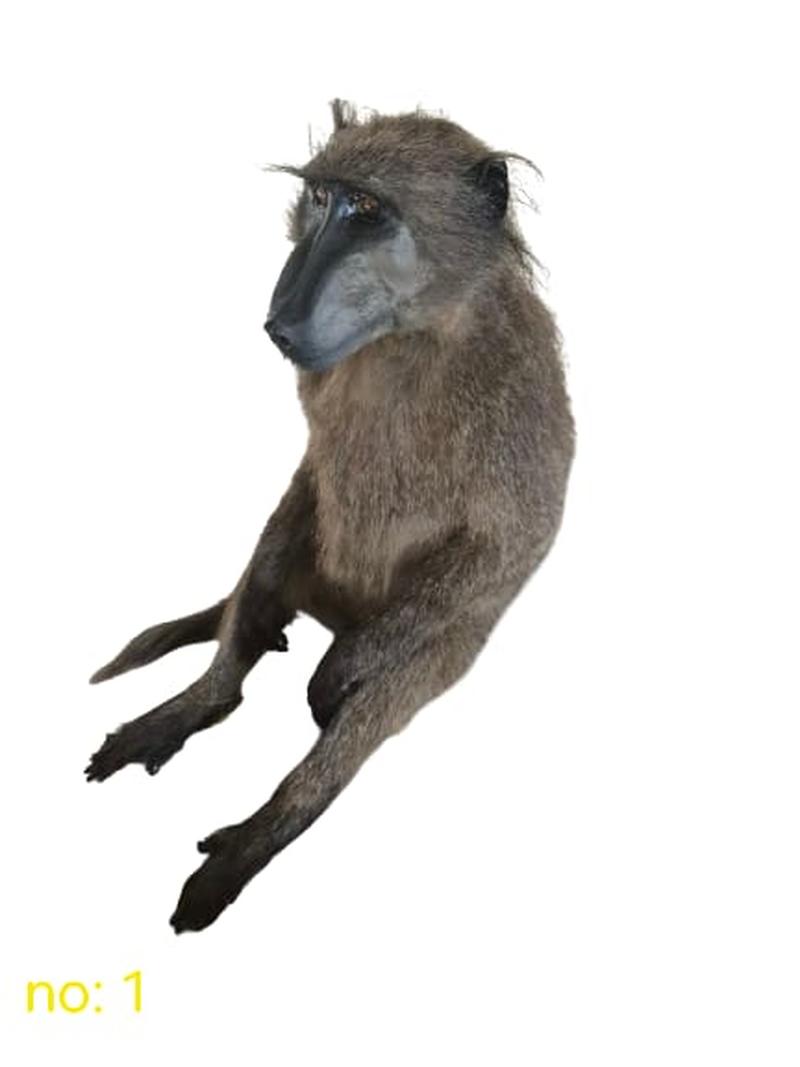 Baboon Full Mount - BFM1