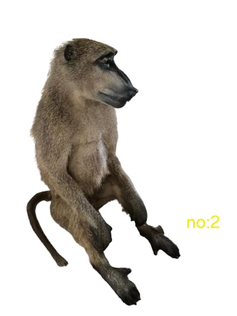 Baboon Full Mount - BFM2 - Image 2