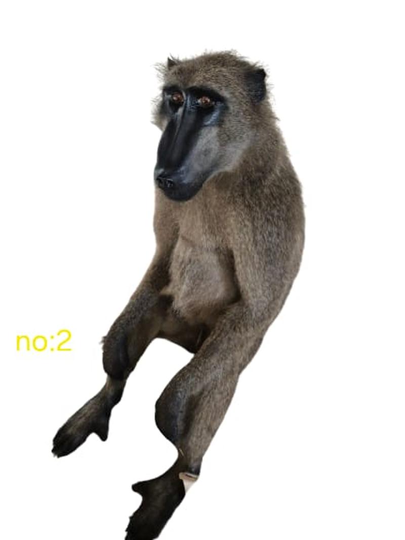Baboon Full Mount - BFM2 - Image 3