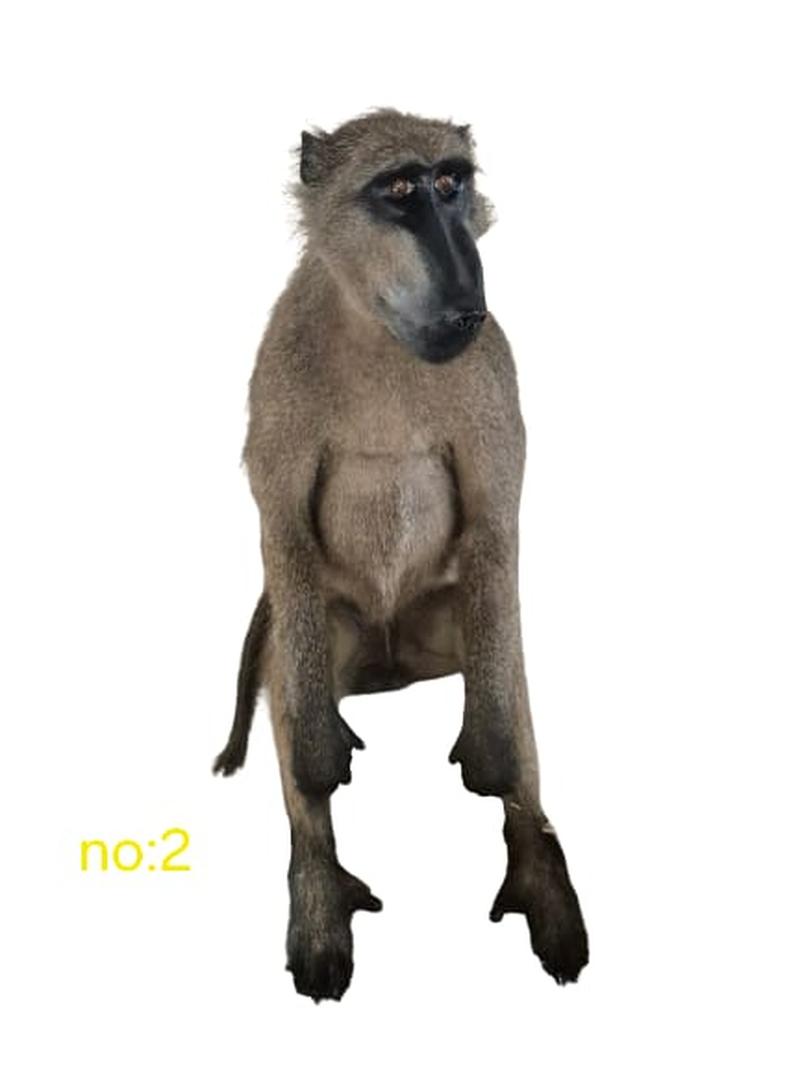Baboon Full Mount - BFM2