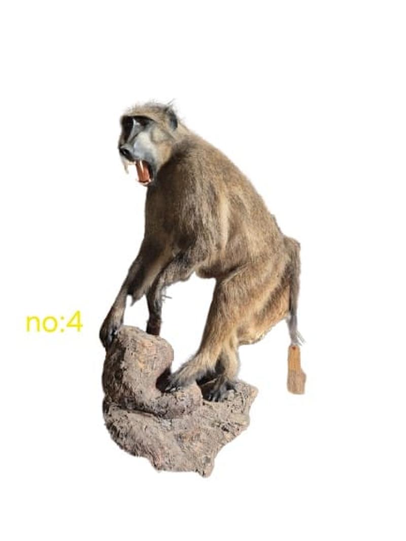 Baboon Full Mount - BFM4 - Image 2