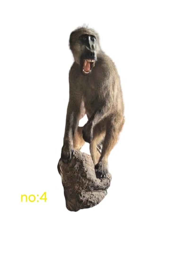 Baboon Full Mount - BFM4 - Image 3