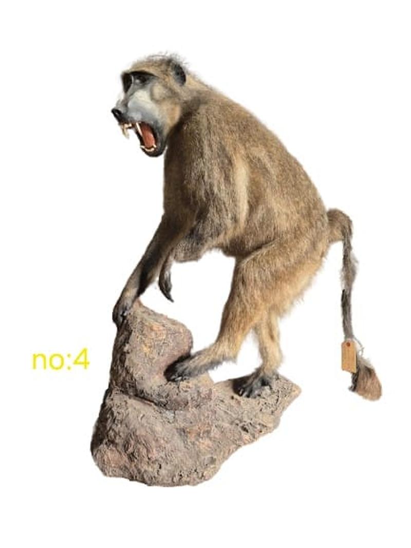 Baboon Full Mount - BFM4