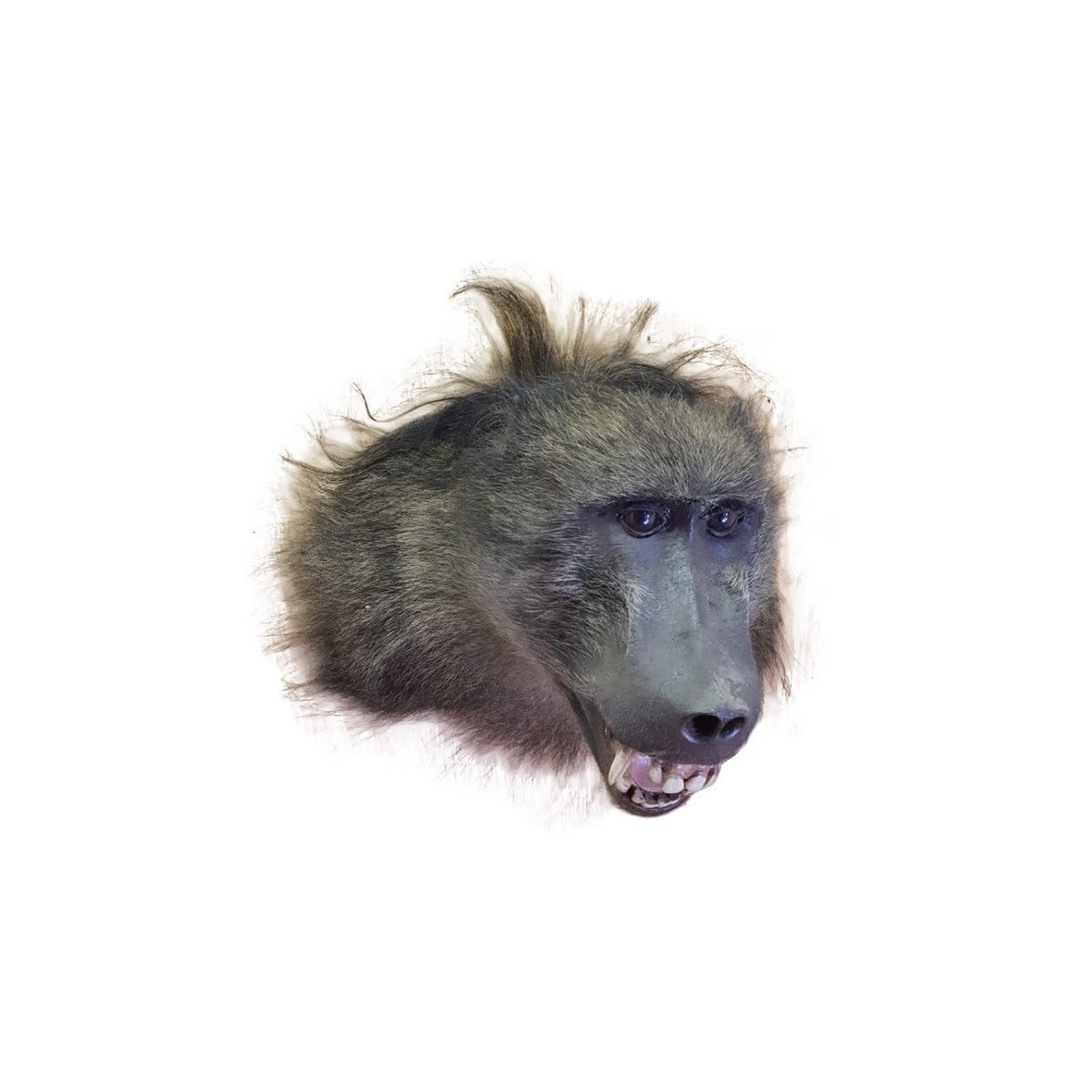 BABOON HEAD MOUNT - Image 2