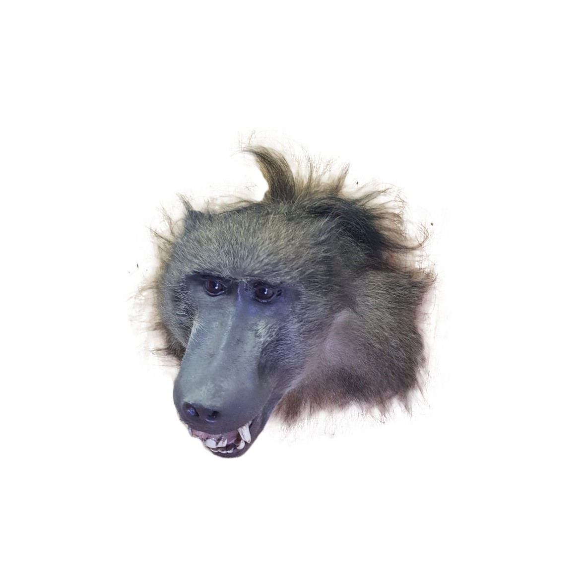 BABOON HEAD MOUNT - Image 4