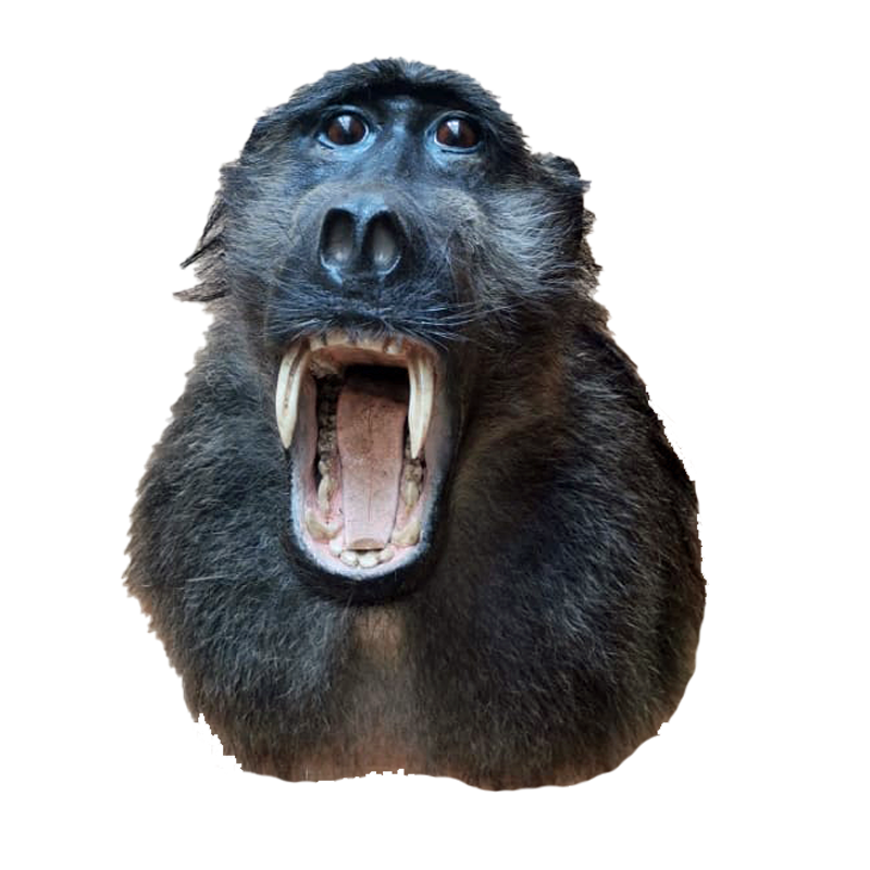 Baboon Shoulder Mount - BSM100 - Image 2