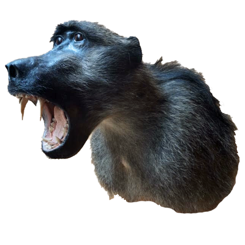 Baboon Shoulder Mount - BSM100 - Image 3