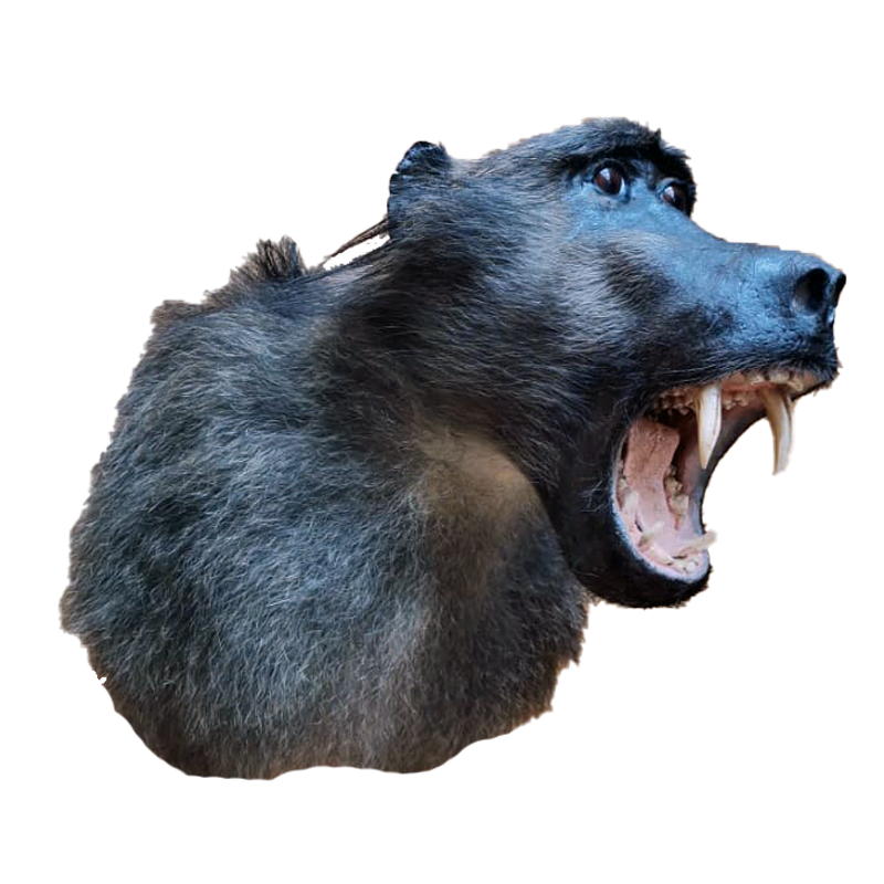 Baboon Shoulder Mount - BSM100