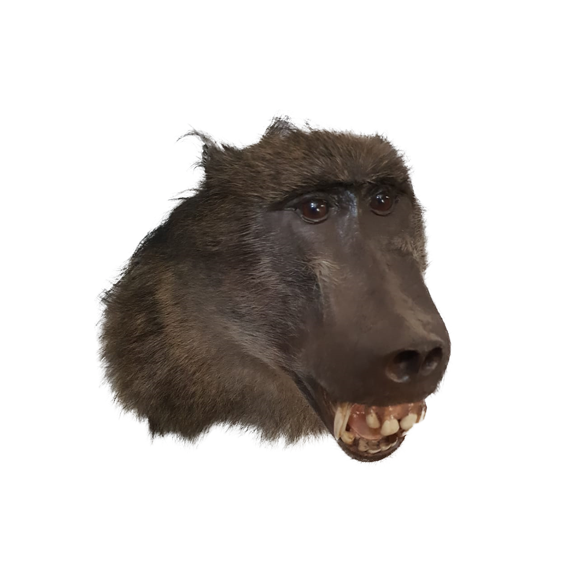 Baboon Shoulder Mount - Image 2