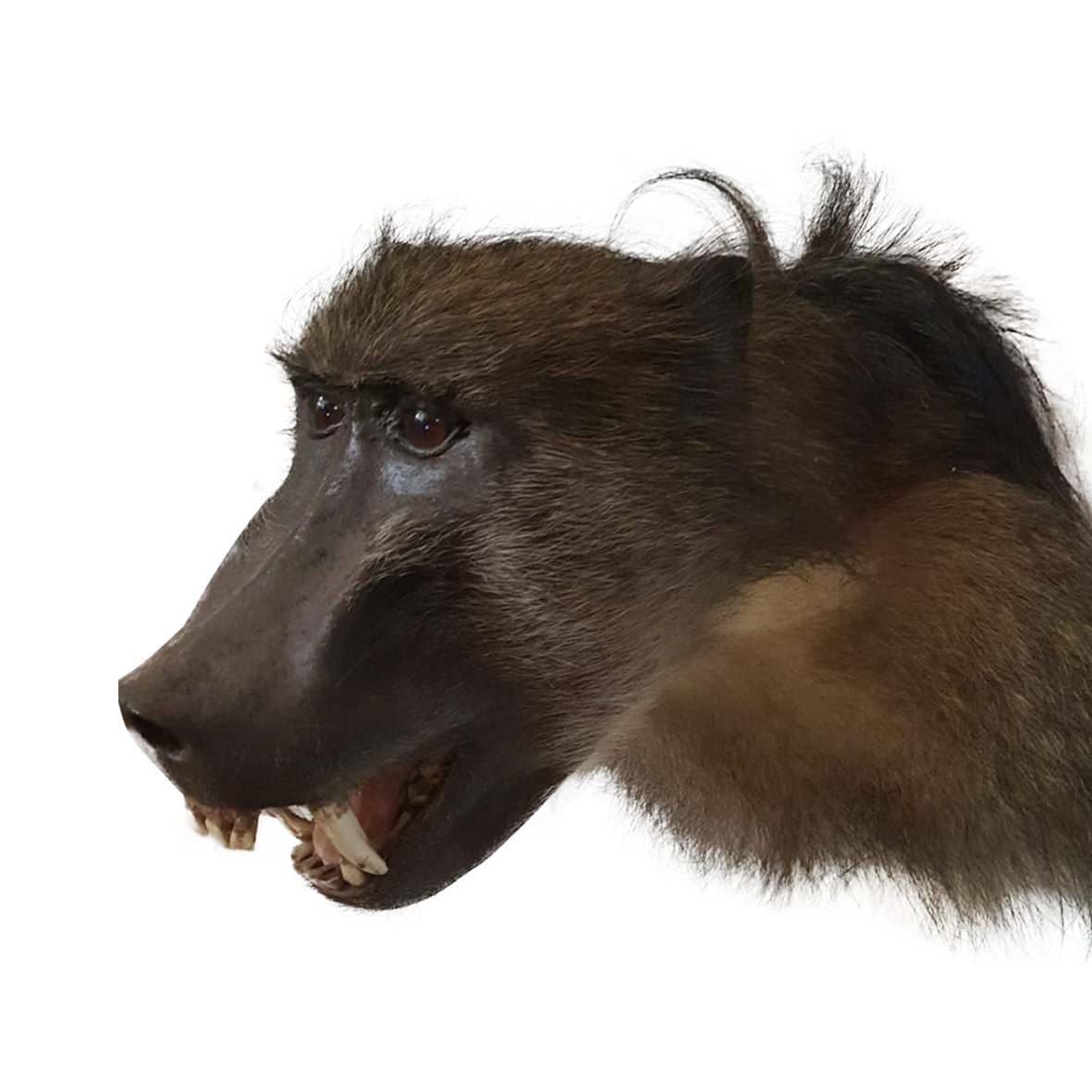 Baboon Shoulder Mount - Image 3