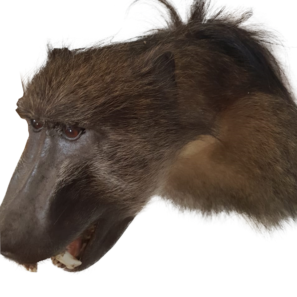Baboon Shoulder Mount - Image 4